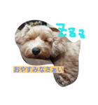 ハッピードッグDAY（個別スタンプ：1）