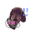ダックス 大好き！（個別スタンプ：1）