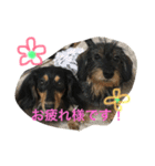 ダックス 大好き！（個別スタンプ：3）