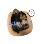 ダックス 大好き！（個別スタンプ：6）
