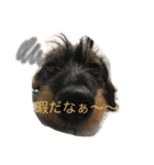ダックス 大好き！（個別スタンプ：7）
