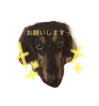 ダックス 大好き！（個別スタンプ：8）