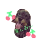 ダックス 大好き！（個別スタンプ：9）