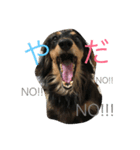 ダックス 大好き！（個別スタンプ：12）
