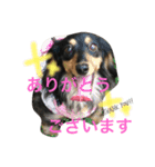 ダックス 大好き！（個別スタンプ：14）
