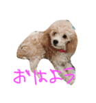 chutan＆ロンロンロン（個別スタンプ：1）