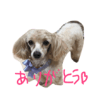chutan＆ロンロンロン（個別スタンプ：3）