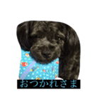 表情豊かなわんこ。PP（個別スタンプ：3）