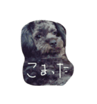 表情豊かなわんこ。PP（個別スタンプ：4）
