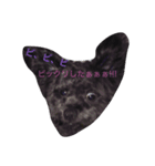 表情豊かなわんこ。PP（個別スタンプ：5）