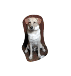 ハッピー ヤンチャ 犬（個別スタンプ：1）