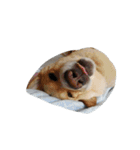 ハッピー ヤンチャ 犬（個別スタンプ：2）