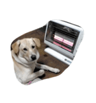ハッピー ヤンチャ 犬（個別スタンプ：3）