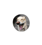 ハッピー ヤンチャ 犬（個別スタンプ：6）