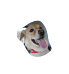 ハッピー ヤンチャ 犬（個別スタンプ：8）