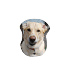 ハッピー ヤンチャ 犬（個別スタンプ：11）