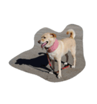 ハッピー ヤンチャ 犬（個別スタンプ：13）