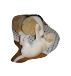 ハッピー ヤンチャ 犬（個別スタンプ：19）