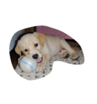 ハッピー ヤンチャ 犬（個別スタンプ：20）