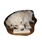 ハッピー ヤンチャ 犬（個別スタンプ：21）
