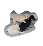 ハッピー ヤンチャ 犬（個別スタンプ：23）