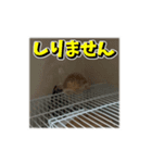 動く！ハリネズミ！！（個別スタンプ：4）