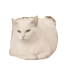 snowball and lightning（個別スタンプ：1）
