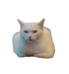 snowball and lightning（個別スタンプ：3）