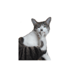 snowball and lightning（個別スタンプ：4）