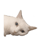 snowball and lightning（個別スタンプ：5）
