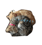 Mako cat（個別スタンプ：2）