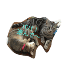 Mako cat（個別スタンプ：4）