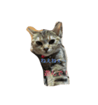 Mako cat（個別スタンプ：5）