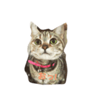 Mako cat（個別スタンプ：6）