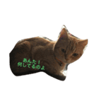 Mako cat（個別スタンプ：7）