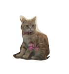 Mako cat（個別スタンプ：8）