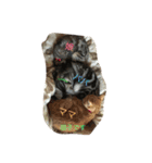 Mako cat（個別スタンプ：9）