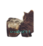 Mako cat（個別スタンプ：11）