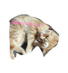 Mako cat（個別スタンプ：12）