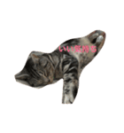 Mako cat（個別スタンプ：13）