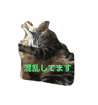 Mako cat（個別スタンプ：15）