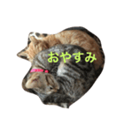 Mako cat（個別スタンプ：16）