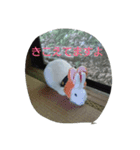 うさぎのいなば（個別スタンプ：2）