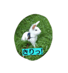うさぎのいなば（個別スタンプ：3）