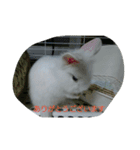 うさぎのいなば（個別スタンプ：7）