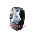 うさぎのいなば（個別スタンプ：11）