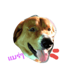 Super Dogs（個別スタンプ：1）