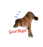 Super Dogs（個別スタンプ：2）