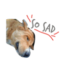 Super Dogs（個別スタンプ：3）