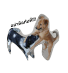 Super Dogs（個別スタンプ：4）